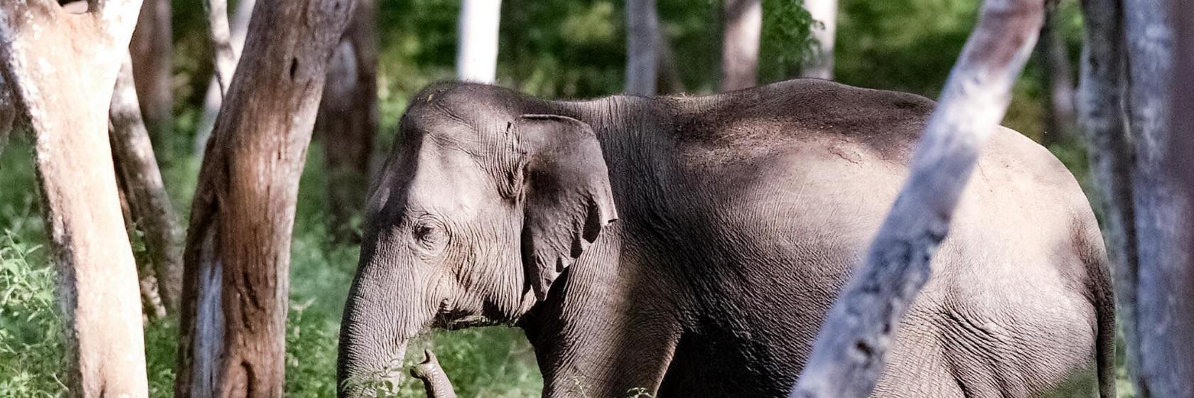 Bandipur National Park